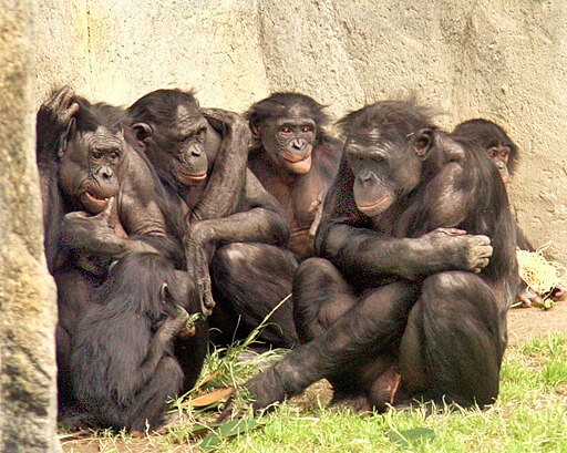 A photograph of 6 bonobos.