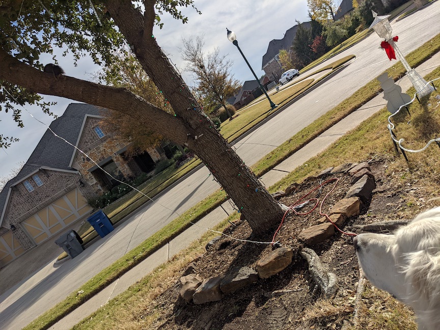 The Tree that provoked this meditation